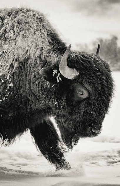 A bison walking head down into a snowstorm